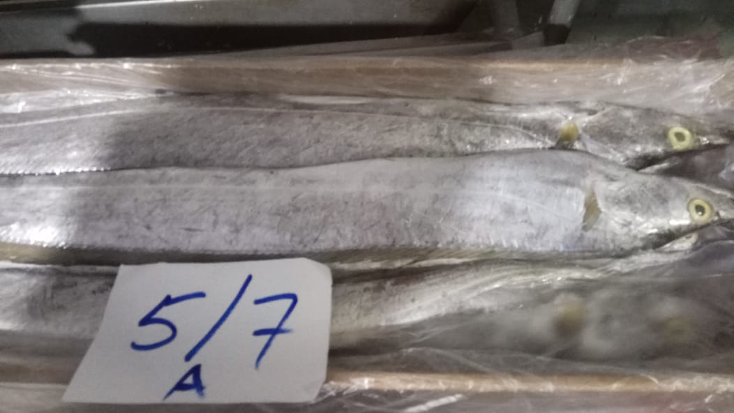 Ribbon Fish